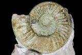 Ammonite (Orthosphinctes) Fossils on Rock - Germany #125893-2